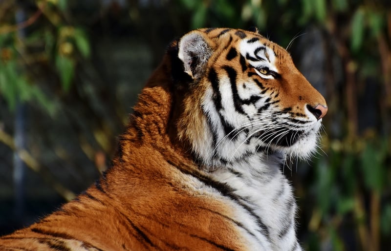 Wildlife Sanctuary